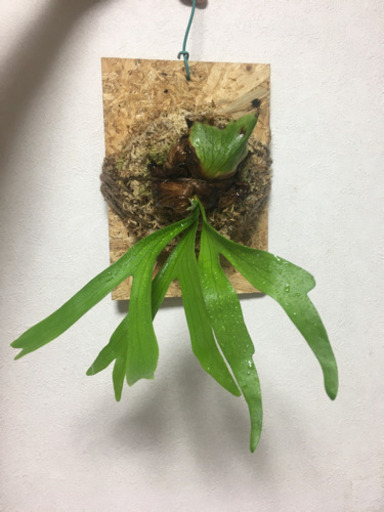 ビカクシダ　コロナリウム