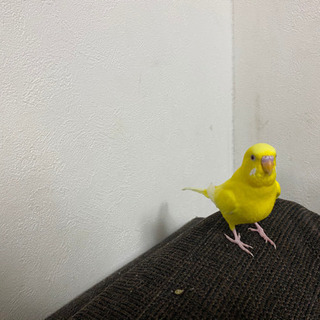 セキセイインコ　ルチーノ　手乗り