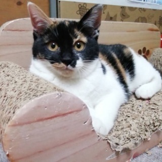 里親決定。三毛猫タンゴちゃんワクチン検査済み