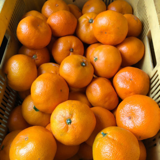 蒲郡みかん　10kg  
