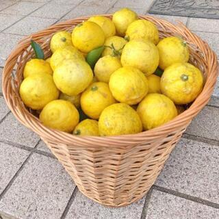 採れたて新鮮！千葉県産 柚子 無農薬 50個以上の画像