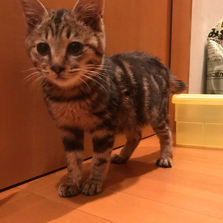 生後5ヶ月の猫ちゃん 男の子