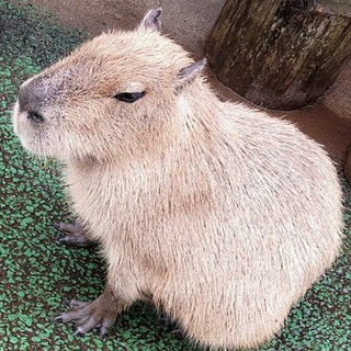 12/5（土）神田昼飲み参加者☆カラオケ仲間募集☆ポケモンgo飲...