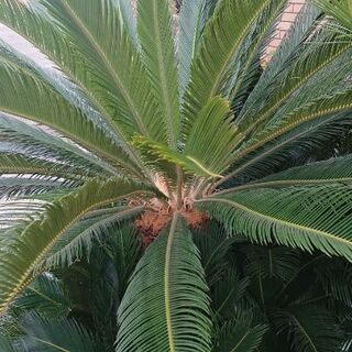 ソテツの葉、要りませんか？