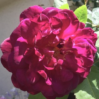 複数あり🌹品種不明？のつるバラ苗（一季咲きシュラブ）