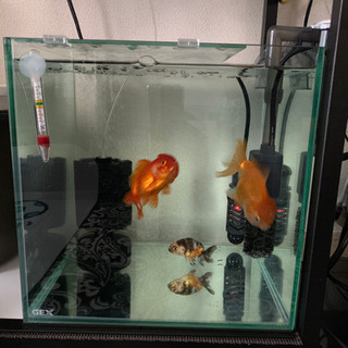 水槽 金魚 セット