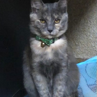 サビ猫メス♀ 6か月くらい