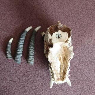 ドラゴン、龍、壁掛け、骸骨の画像