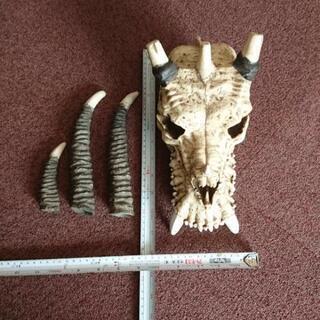 ドラゴン、龍、壁掛け、骸骨の画像