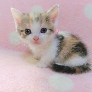 ☆マンチカン＆スコティッシュフォールドの猫ブリーダーです☆