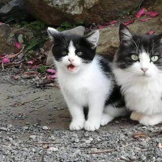 ハチワレ生後２ヶ月性別不明、かわいいです