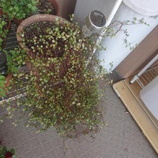 ワイヤープランツ&テラコッタの植木鉢の画像