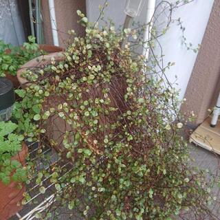 ワイヤープランツ&テラコッタの植木鉢