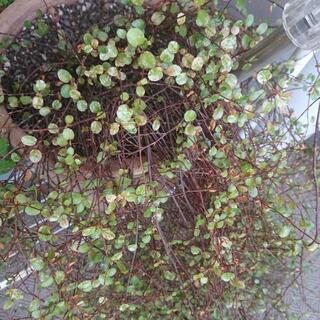 ワイヤープランツ&テラコッタの植木鉢の画像