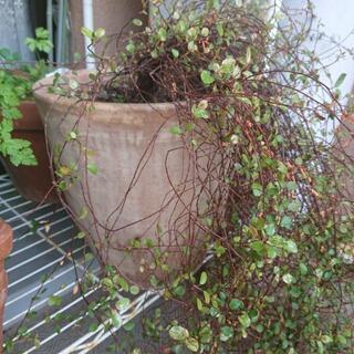 ワイヤープランツ&テラコッタの植木鉢の画像