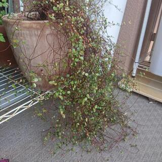 ワイヤープランツ&テラコッタの植木鉢の画像