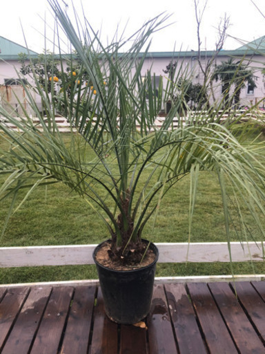 ココスヤシ  120cm