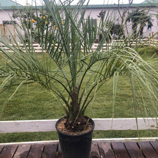 ココスヤシ 120cm