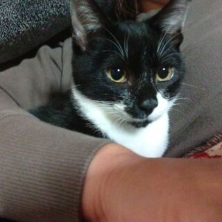 保護猫を迎えよう！生後6ヶ月。No.67くん！