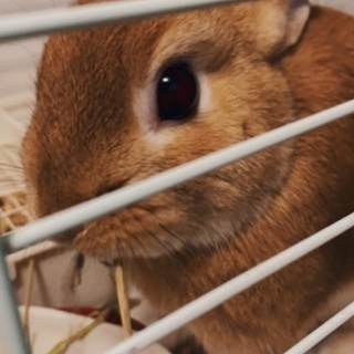 うさぎ