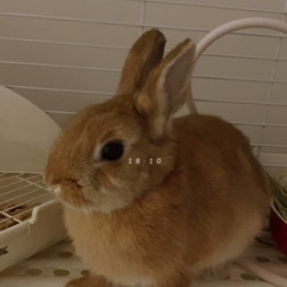 うさぎ（2）