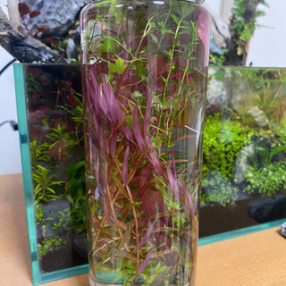 【水草】5〜7種　詰合せ　受付再開