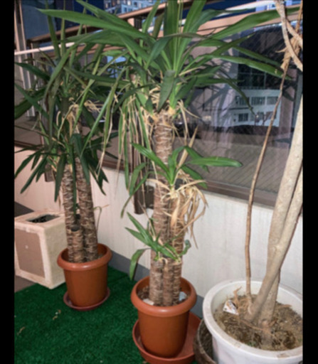 観葉植物