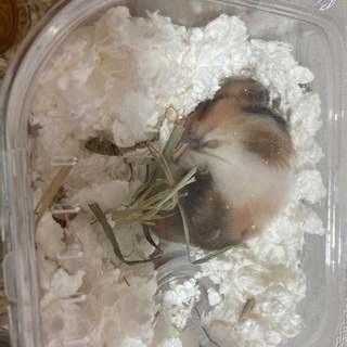 ロングヘアーハムスター - 徳島市