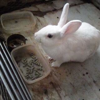 うさぎの里親募集 - その他