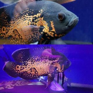 値下げしました。オスカー・エンドリケリー・カラプロ・その他熱帯魚