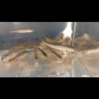 川魚　魚セット