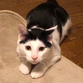 ぼきゅの名は しいくん よろしくにゃ😽