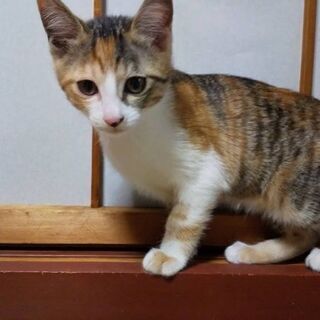生後２ヶ月半の三毛猫の赤ちゃん