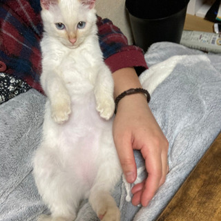 里親様決まりました。お問い合わせが多くお返事が出来なかった方申し...