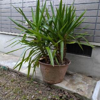 【取引終了】観葉植物?　