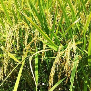 大分県杵築市産山香米お米30㎏(こめ)