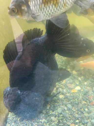 ショートテールオランダ　ヤンボウ元宝　約20cm 金魚