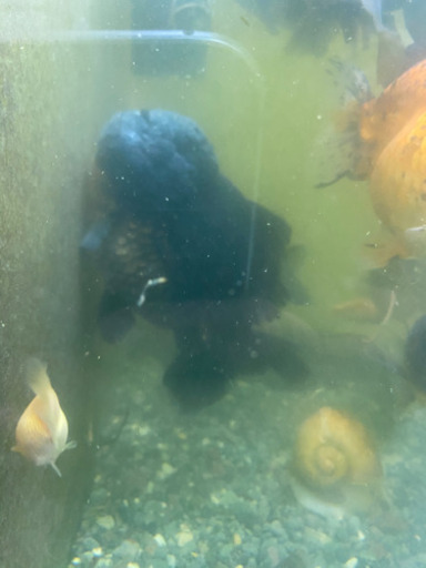 ショートテールオランダ　ヤンボウ元宝　約20cm 金魚