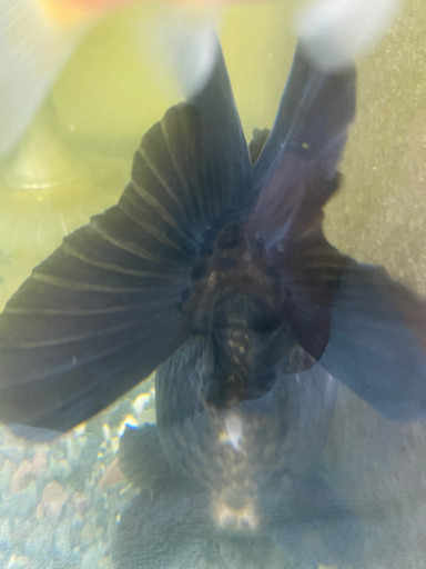ショートテールオランダ　ヤンボウ元宝　約20cm 金魚