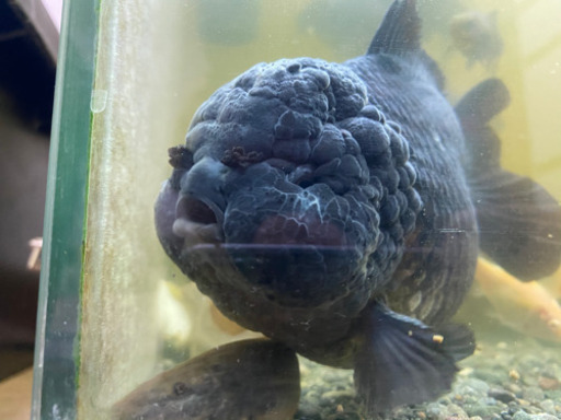 ショートテールオランダ　ヤンボウ元宝　約20cm 金魚