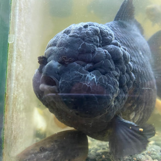 ショートテールオランダ　ヤンボウ元宝　約20cm 金魚