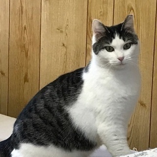 里親さんを探してます