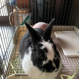 パンダ柄のうさぎちゃん🐰