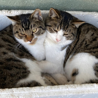 保護猫　二兄弟　里親募集