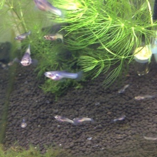 ハクホワイトグッピー　メス