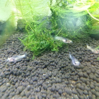 ハクホワイトグッピー　メスの画像