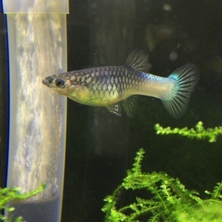 ハクホワイトグッピー　メスの画像