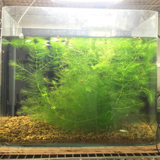 マツモ　水草