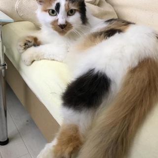 三毛猫　女の子　生猫　約2歳　長毛