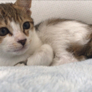 元気な女の子猫ちゃん